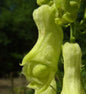  Gelber Eisenhut - Aconitum Lamarckii