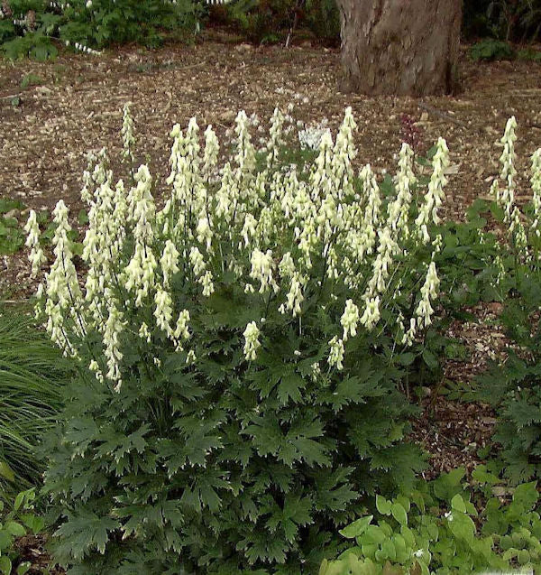  Eisenhut Vulparia - Aconitum Vulparia