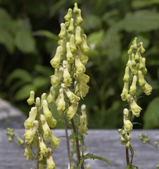  Eisenhut Ivorine - Aconitum Napellus