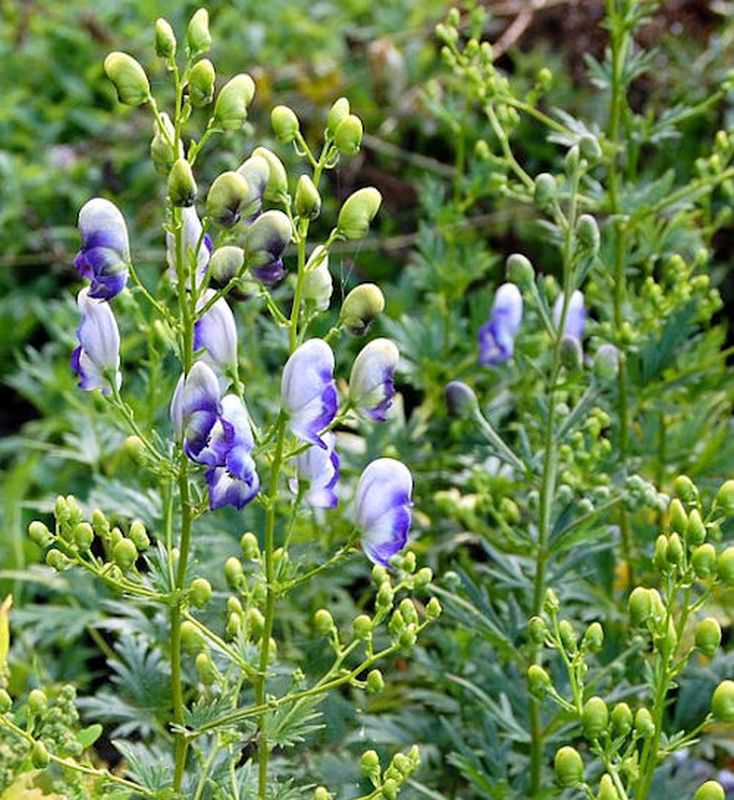  Eisenhut Bicolor - Aconitum Napellus