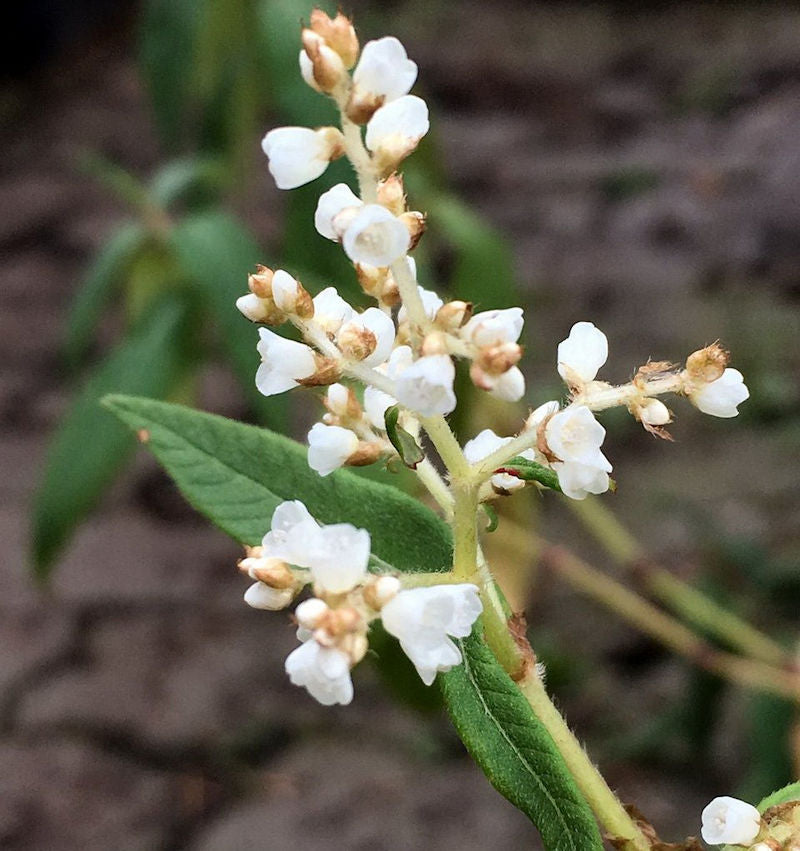  Himalaja Glocken Knöterich - Aconogonon Campanulatum
