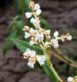  Himalaja Glocken Knöterich - Aconogonon Campanulatum