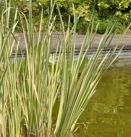  Kalmus Variegatus - Acorus Calamus
