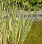  Kalmus Variegatus - Acorus Calamus