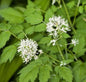  Christophskraut - Actaea Erythrocarpa
