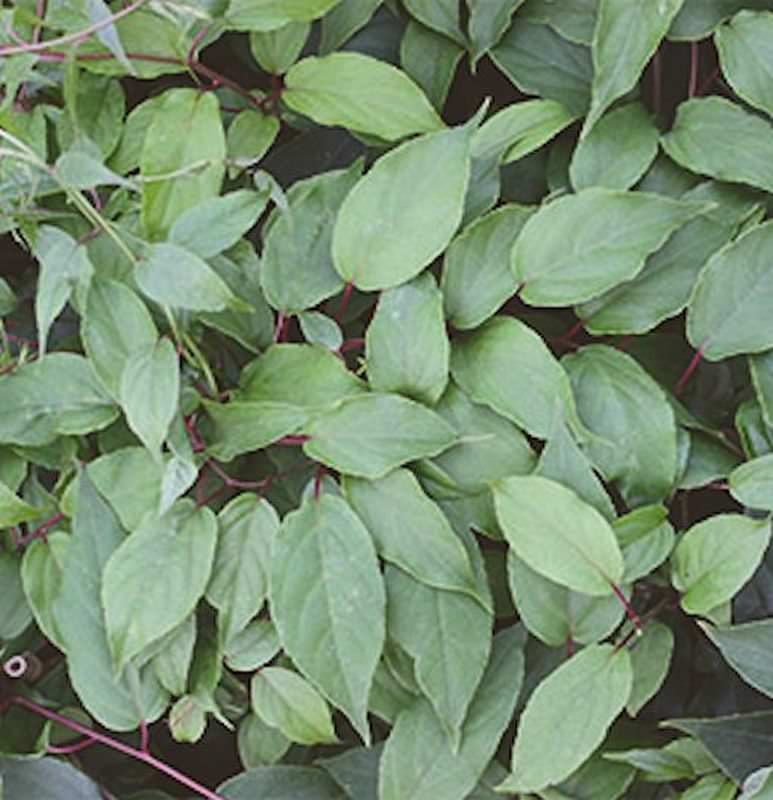  Männliche Kiwi Kens Red 60-80cm - Actinidia Arguta