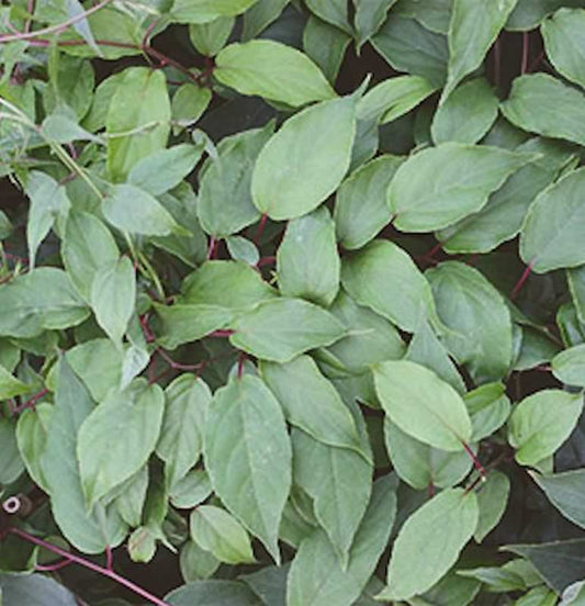 Männliche Kiwi Kens Red 60-80cm - Actinidia Arguta