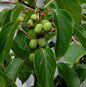  Traubenkiwi Red Jumbo 40-60cm - Actinidia Arguta
