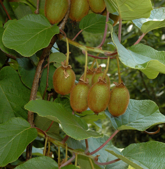  Selbstfruchtende Kiwi Issai 60-80cm - Actinidia Arguta