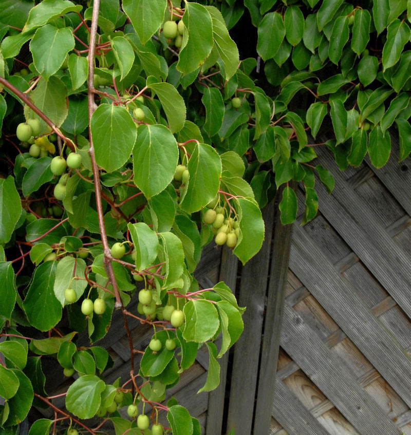  Kiwi Weiki 100-125cm - Actinidia Arguta