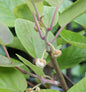  Männliche Kiwi Male 40-60cm - Actinidia Chinensis