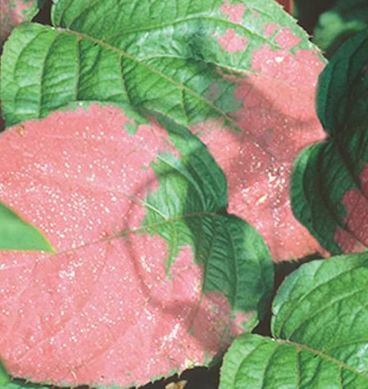  Schmuck Kiwi 100-125cm - Actinidia Kolomikta