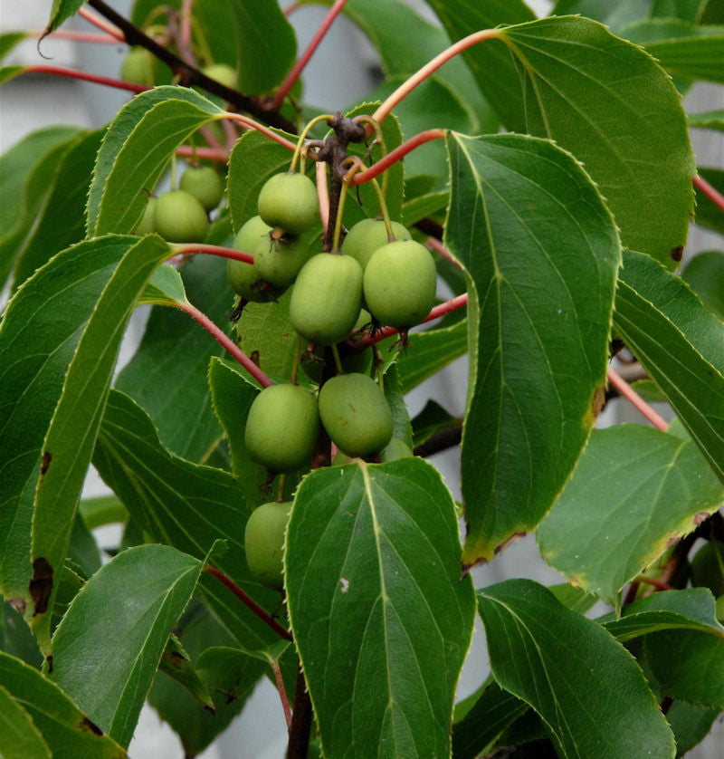  Kiwi 100-125cm - Actinidia Arguta