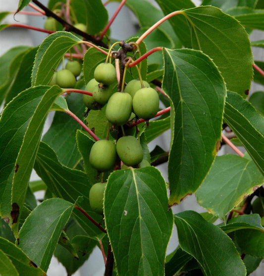  Kiwi 100-125cm - Actinidia Arguta