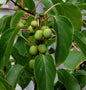  Kiwi 100-125cm - Actinidia Arguta
