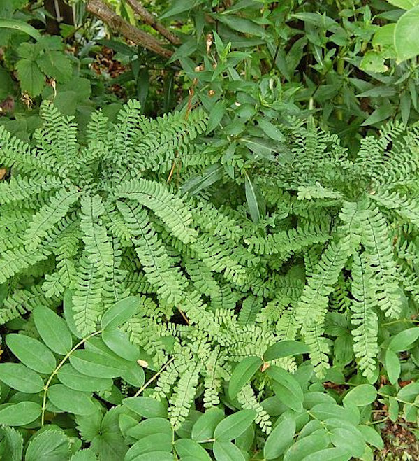  Pfauenradfarn - Adiantum Pedatum