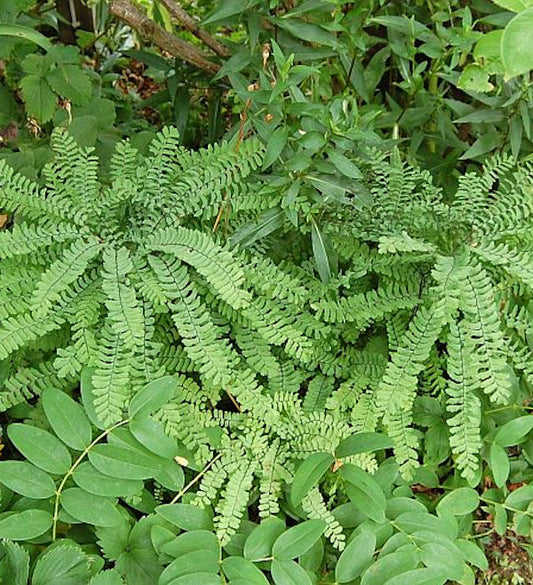  Pfauenradfarn - Adiantum Pedatum