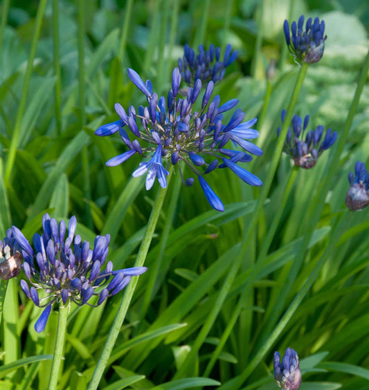  Liebesblume Schmucklilie Back In Black - Agapanthus Africanus
