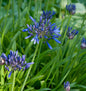  Liebesblume Schmucklilie Back In Black - Agapanthus Africanus