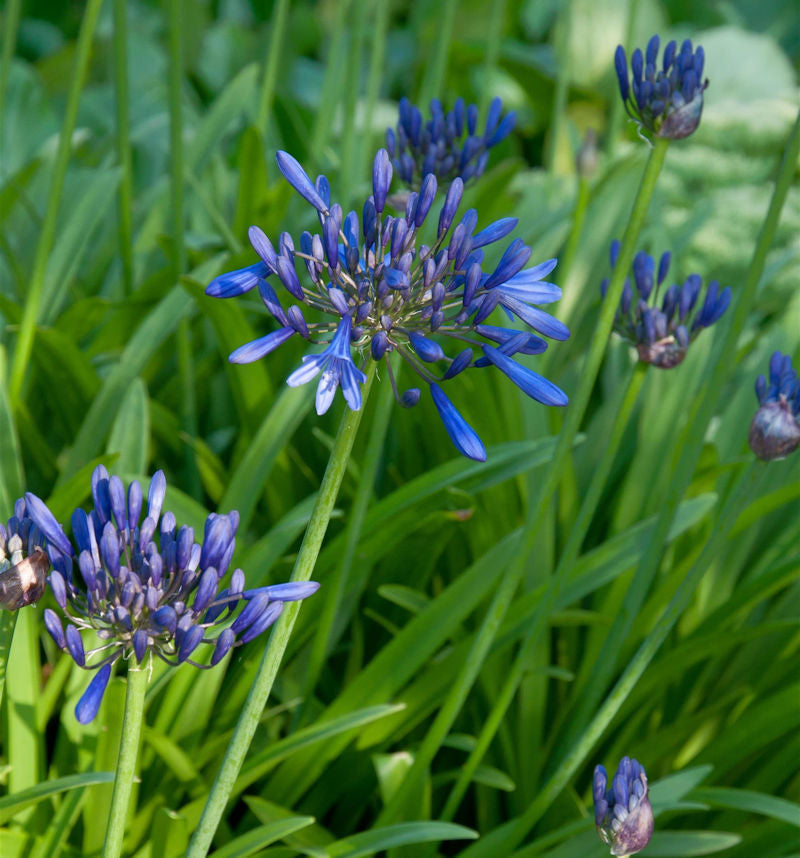  Liebesblume Schmucklilie Black Buddha - Agapanthus Africanus
