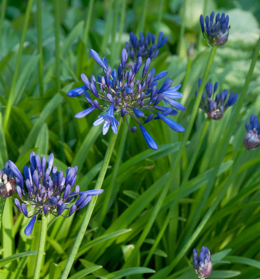  Liebesblume Schmucklilie Black Buddha - Agapanthus Africanus