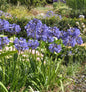  Liebesblume Schmucklilie Northern Star - Großer Topf - Agapanthus Africanus