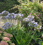  Liebesblume Schmucklilie Twister - Agapanthus Africanus