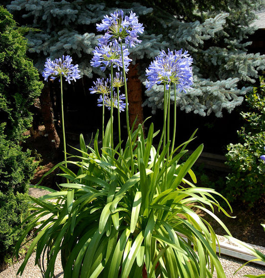  Liebesblume Schmucklilie - Großer Topf - Agapanthus Africanus