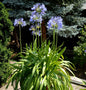  Liebesblume Schmucklilie - Großer Topf - Agapanthus Africanus