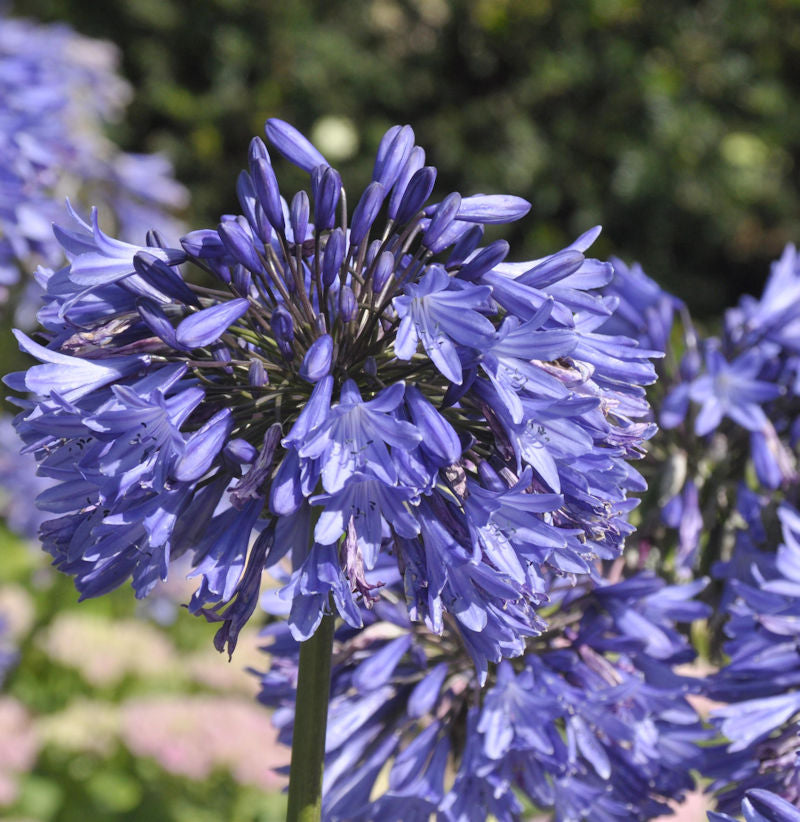  Schmucklilie Blue Umbrella - Agapanthus Africanus