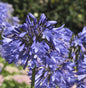  Schmucklilie Blue Umbrella - Agapanthus Africanus