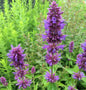  Mexikonessel Blue Boa - Agastache Rugosa