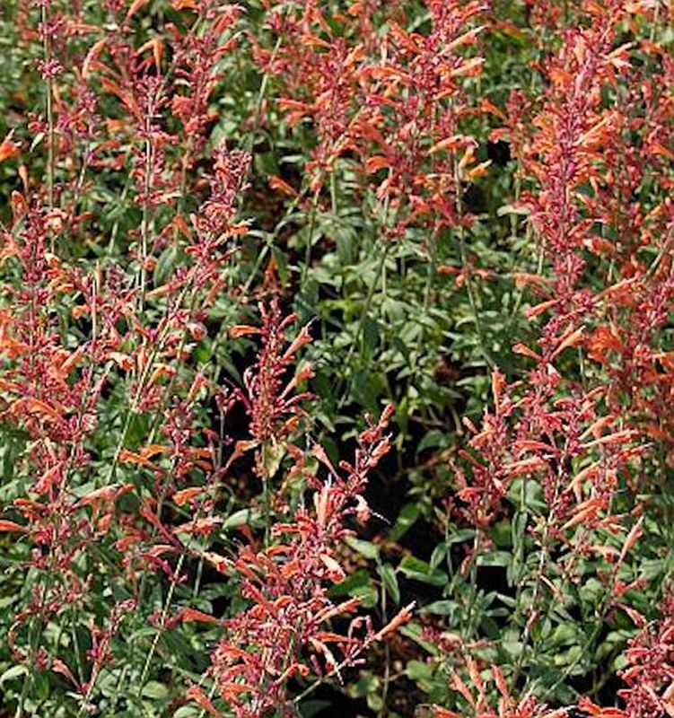  Mexikonessel Firebird - Agastache Barberi