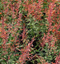  Mexikonessel Firebird - Agastache Barberi