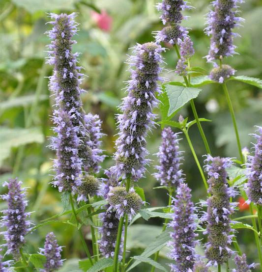  Duftnessel Little Adder - Großer Topf - Agastache Aurantiaca