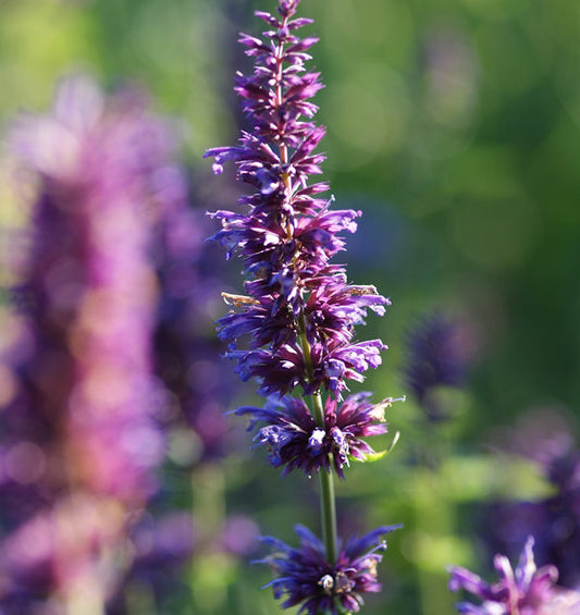  Duftnessel Purple Haze - Agastache Foeniculum