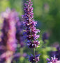  Duftnessel Purple Haze - Agastache Foeniculum