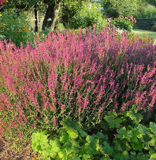  Duftnessel Red Fortune - Agastache Foeniculum