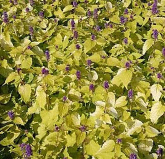  Mexikonessel Golden Jubilee - Agastache Rugosa