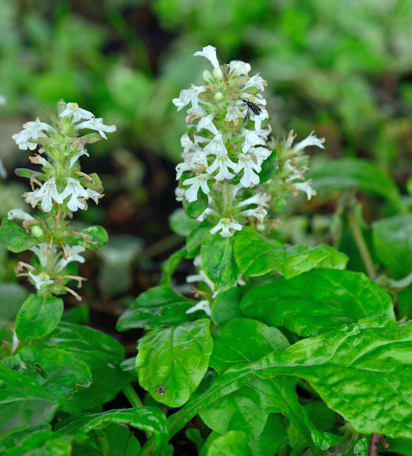  Günsel Alba - Ajuga Reptans Alba