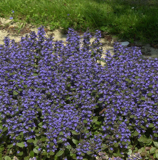  Günsel Burgundy Glow - Ajuga Reptans