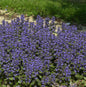  Günsel Burgundy Glow - Ajuga Reptans