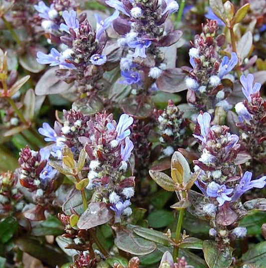  Günsel Chocolate Chip - Ajuga Reptans