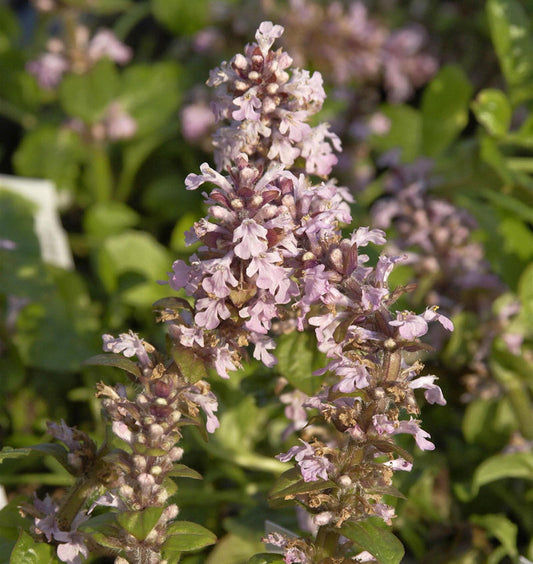  Günsel Tottenham - Ajuga Reptans
