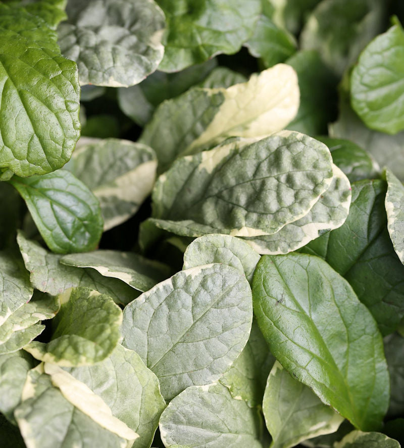  Günsel Variegata - Ajuga Reptans