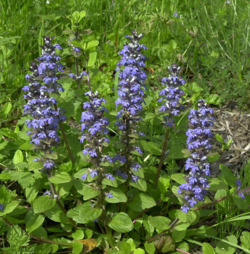  Günsel Blau - Ajuga Reptans