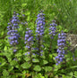  Günsel Blau - Ajuga Reptans