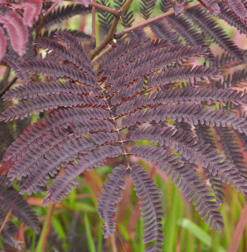  Seidenakazie Chocolate Fountain - Schlafbaum 30-40cm - Albizia Julibrissin