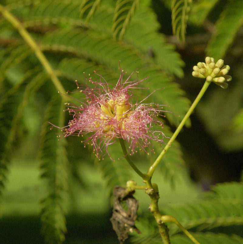  Seidenakazie Ernest Wilson 100-125cm - Albizia Julibrissin