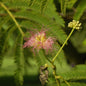  Seidenakazie Ernest Wilson 100-125cm - Albizia Julibrissin